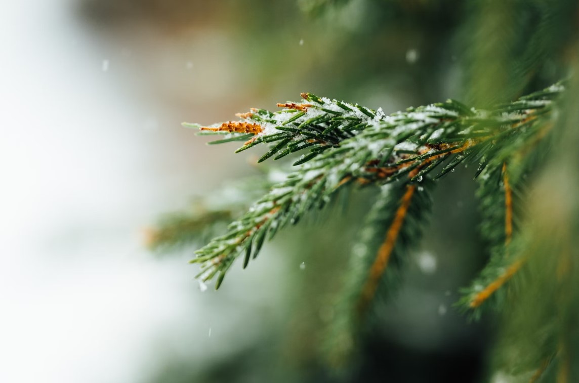 winter storage
